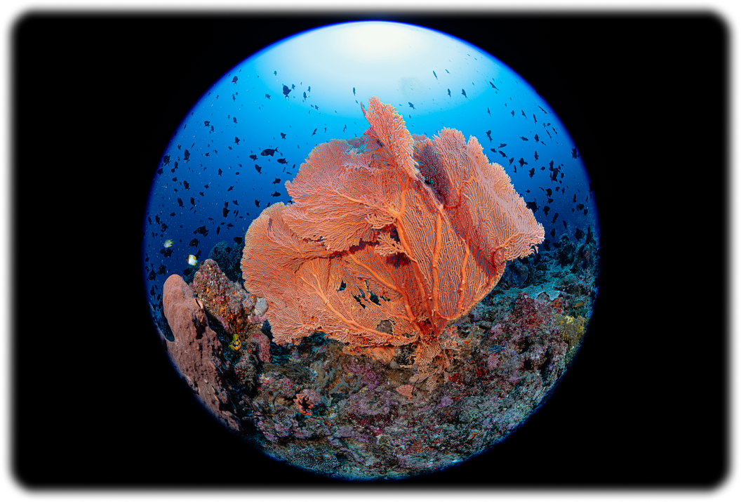 FE 8-14mm F3.5 Fisheye G