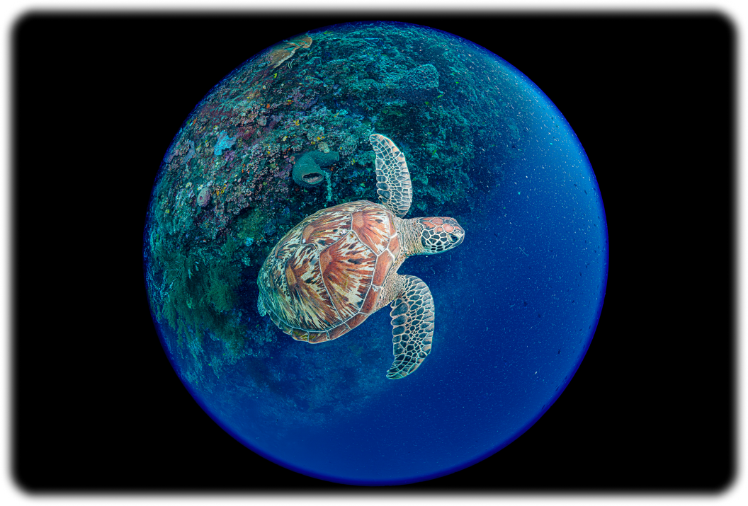 FE 8-14mm F3.5 Fisheye G