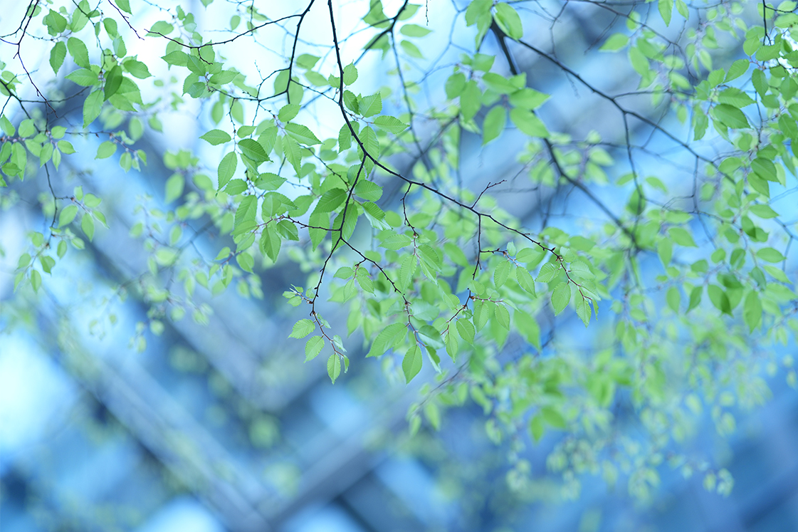样照欣赏