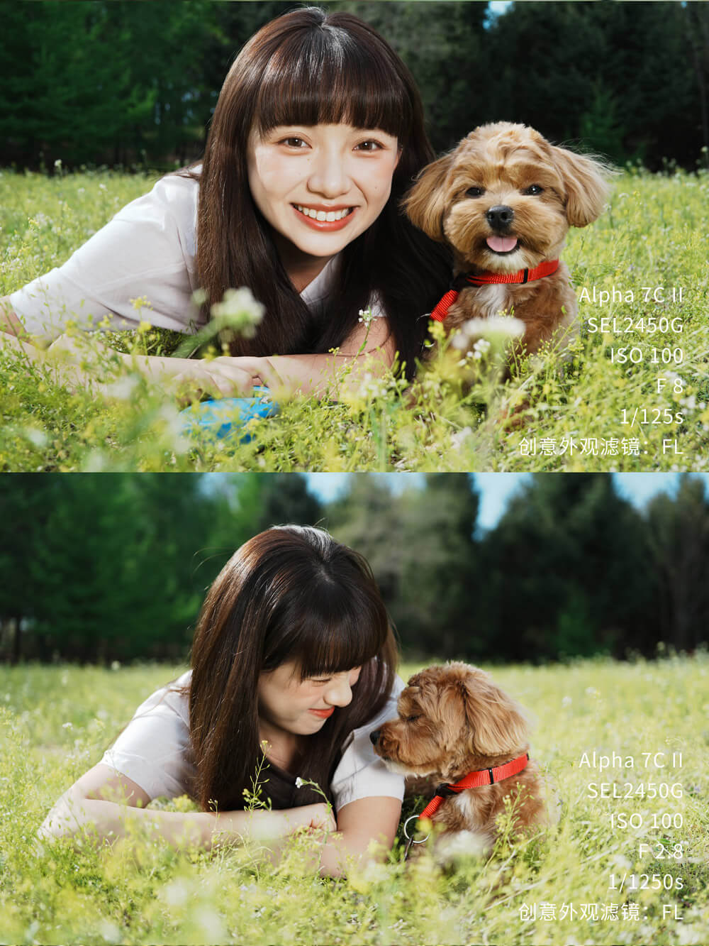 Alpha 7C II 固件升级！小鸟说：“美美美！！！”