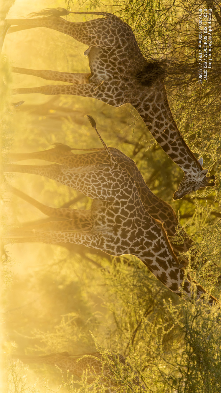 lzc_bird_4