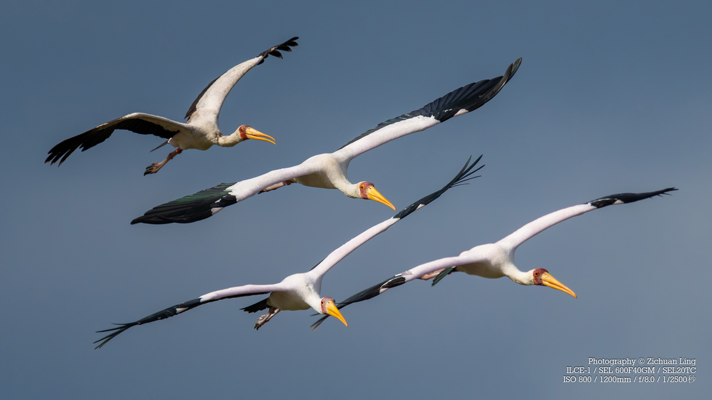 lzc_bird_1