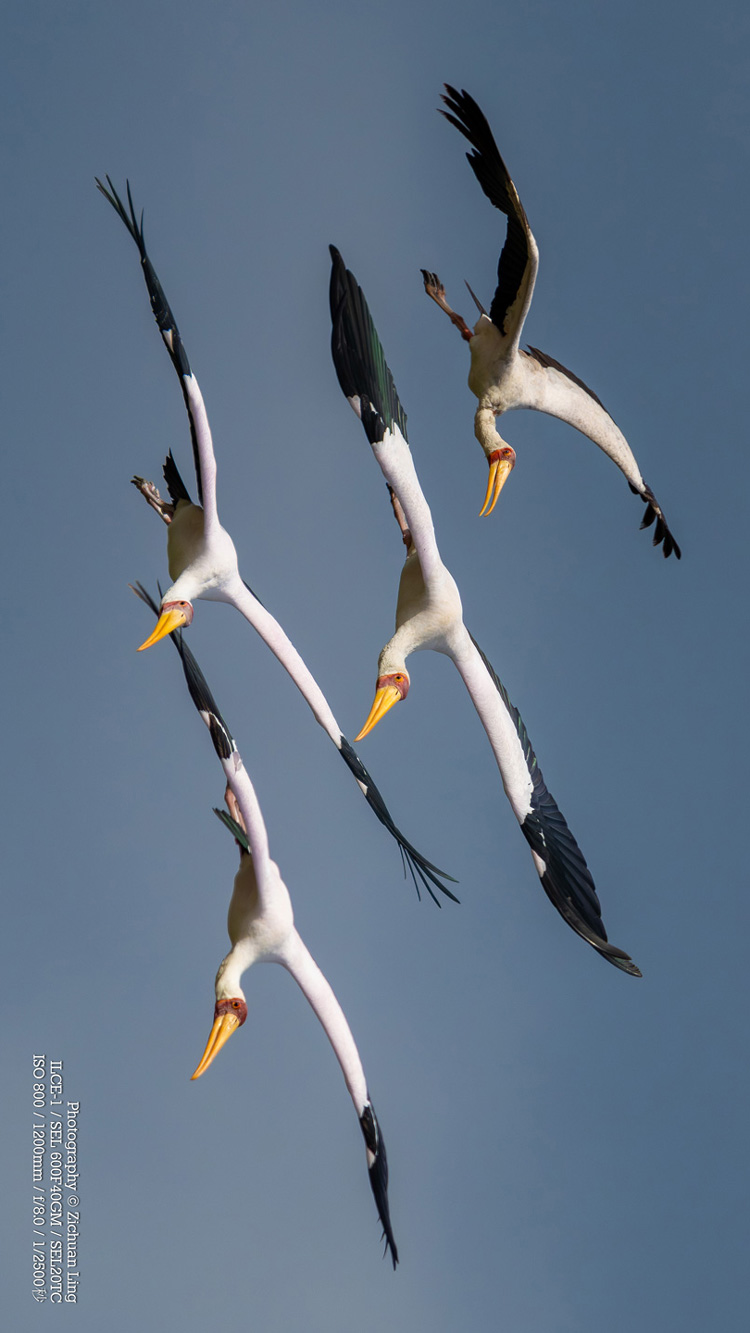 lzc_bird_1