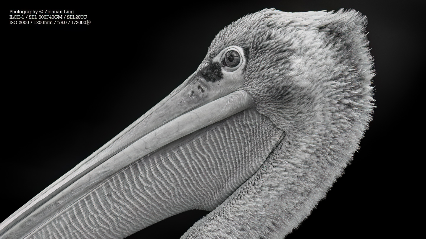 lzc_bird_3