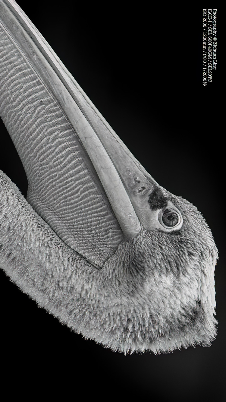lzc_bird_3