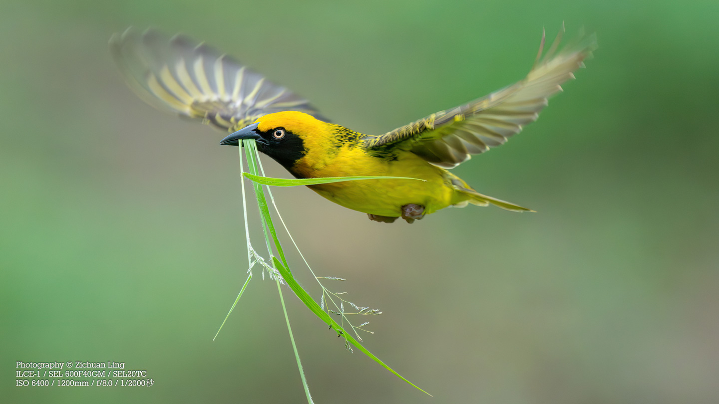 lzc_bird_2