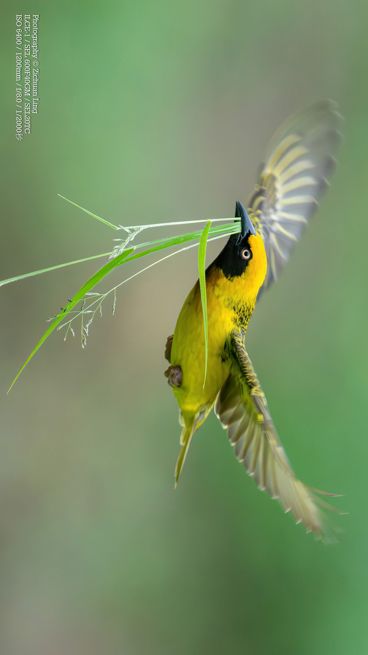 lzc_bird_2