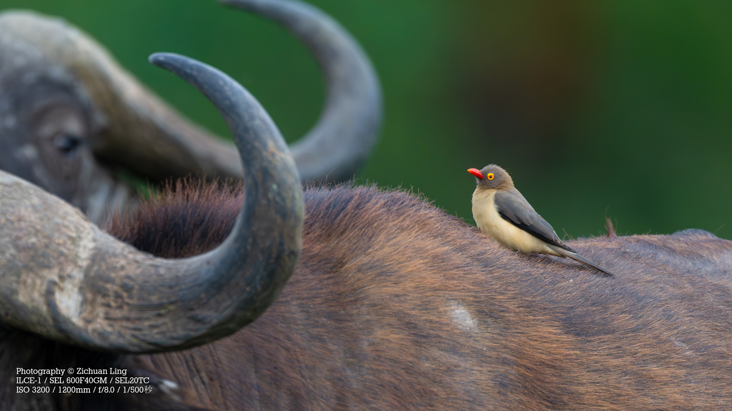 lzc_bird_6