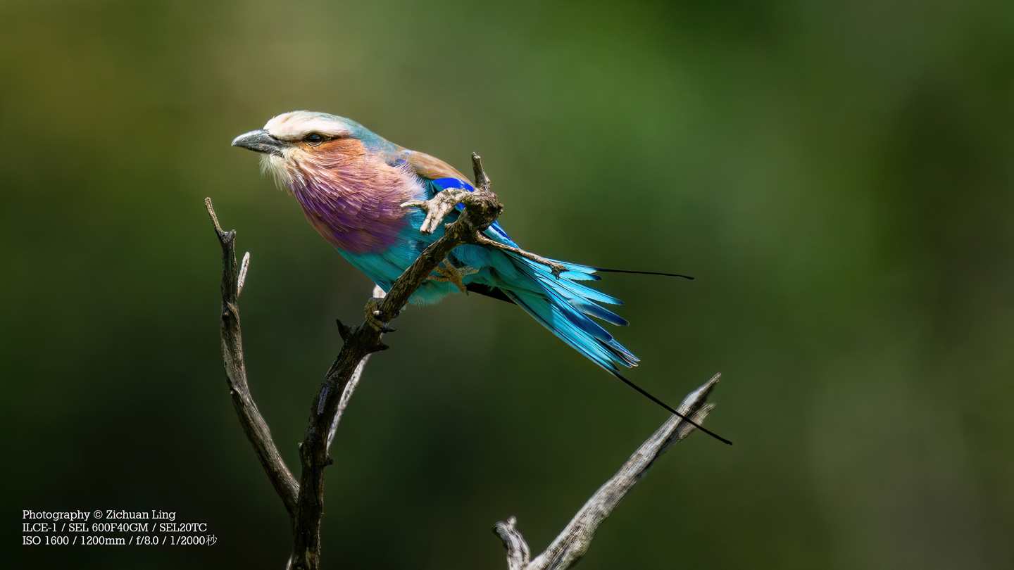 lzc_bird_5