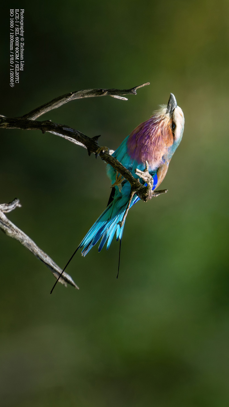 lzc_bird_5