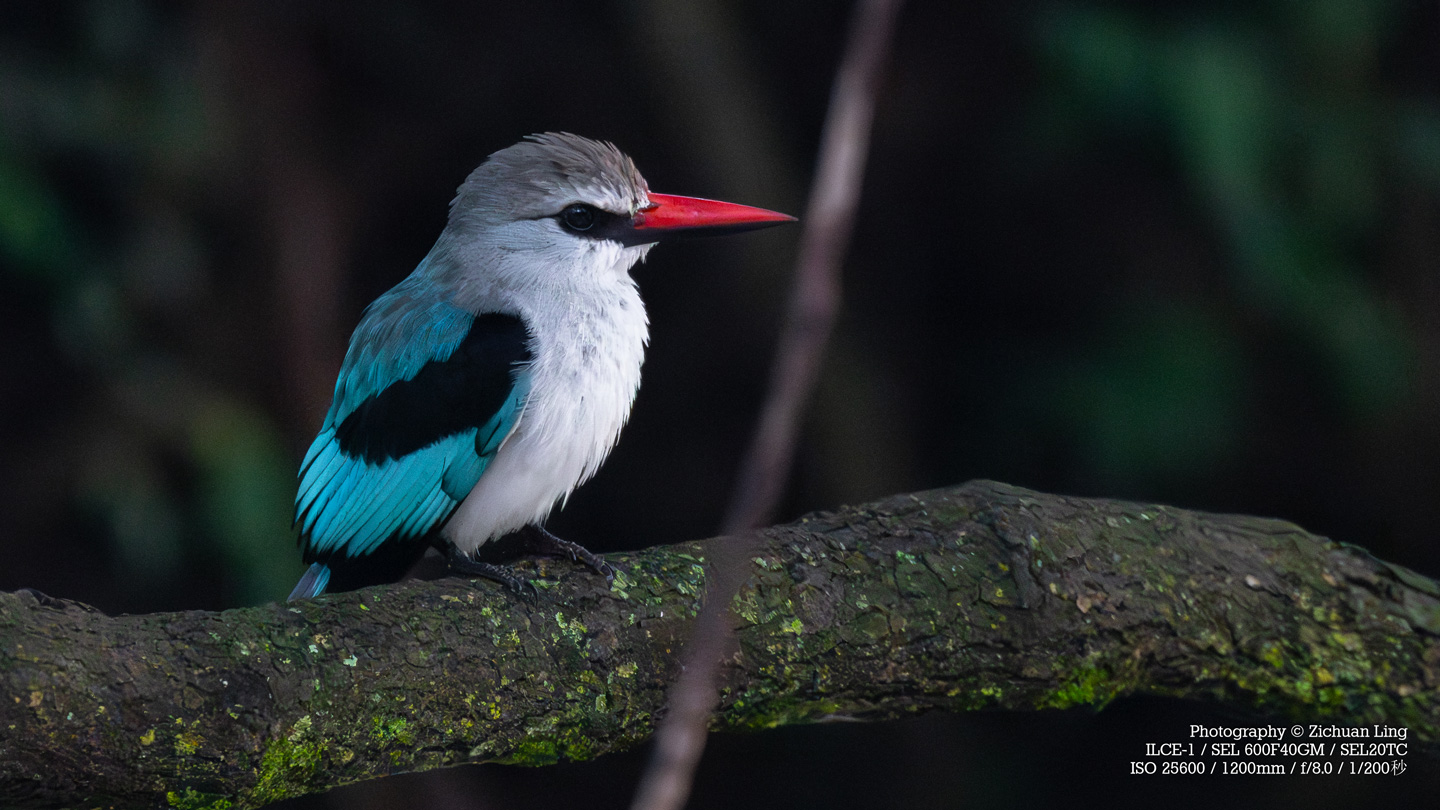 lzc_bird_8