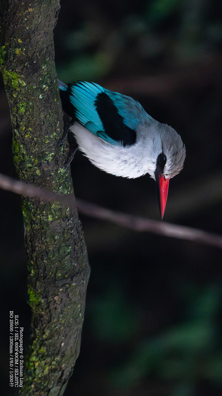 lzc_bird_8