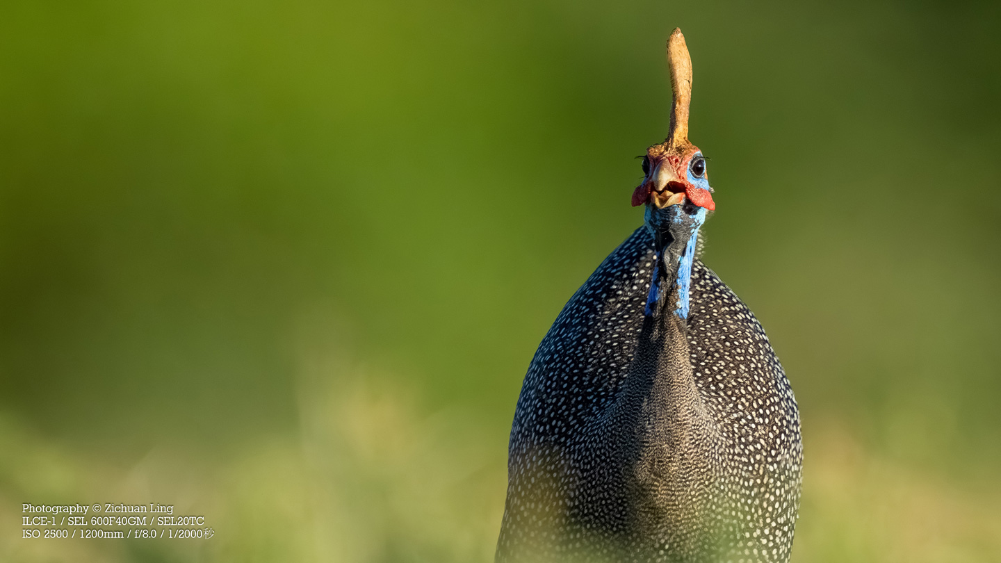 lzc_bird_7