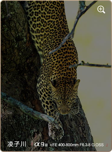 索尼微单15周年旗舰之旅