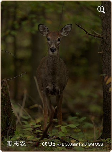 索尼微单15周年旗舰之旅