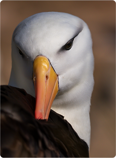 索尼微单15周年旗舰之旅