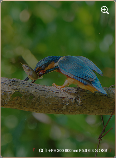 索尼微单15周年旗舰之旅