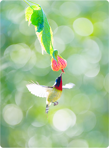 索尼微单15周年旗舰之旅