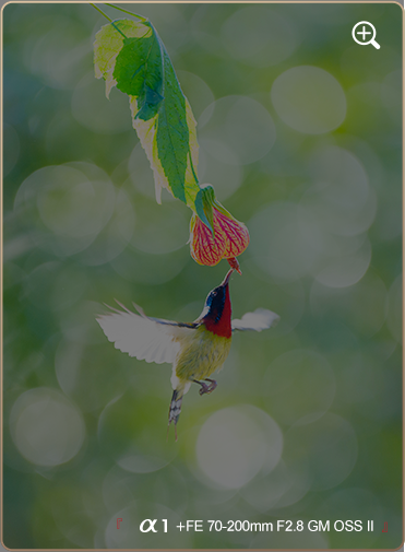 索尼微单15周年旗舰之旅