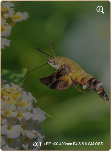 索尼微单15周年旗舰之旅