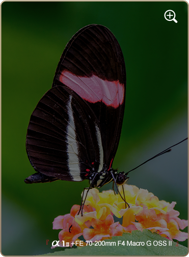 索尼微单15周年旗舰之旅