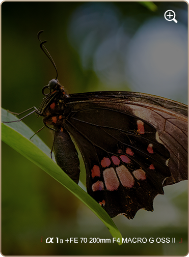 索尼微单15周年旗舰之旅