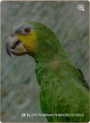 索尼微单15周年旗舰之旅