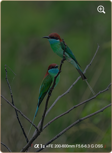 索尼微单15周年旗舰之旅