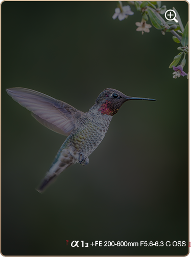 索尼微单15周年旗舰之旅