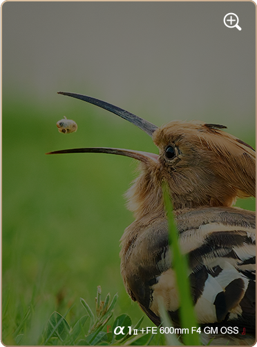 索尼微单15周年旗舰之旅