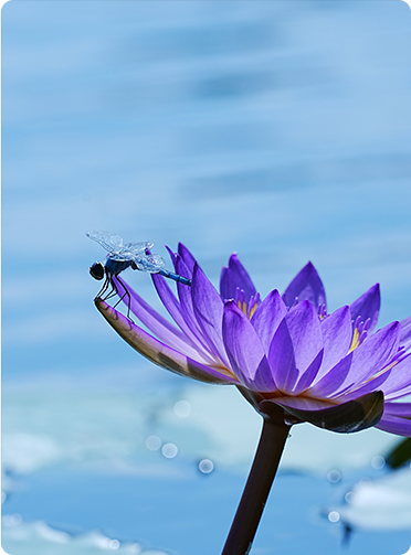 索尼微单15周年旗舰之旅