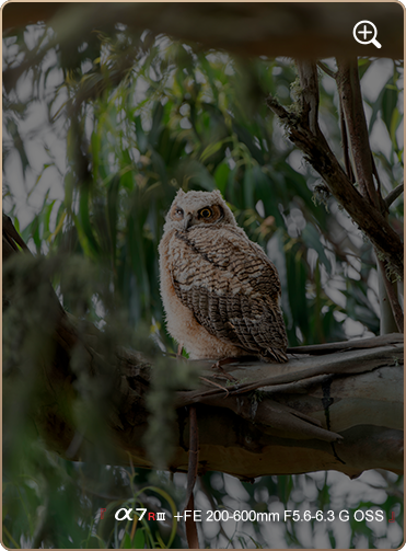 索尼微单15周年旗舰之旅