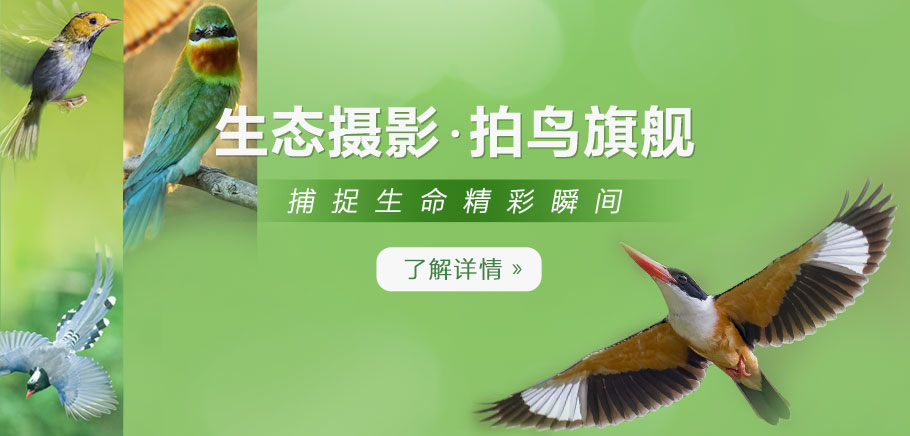 生态摄影