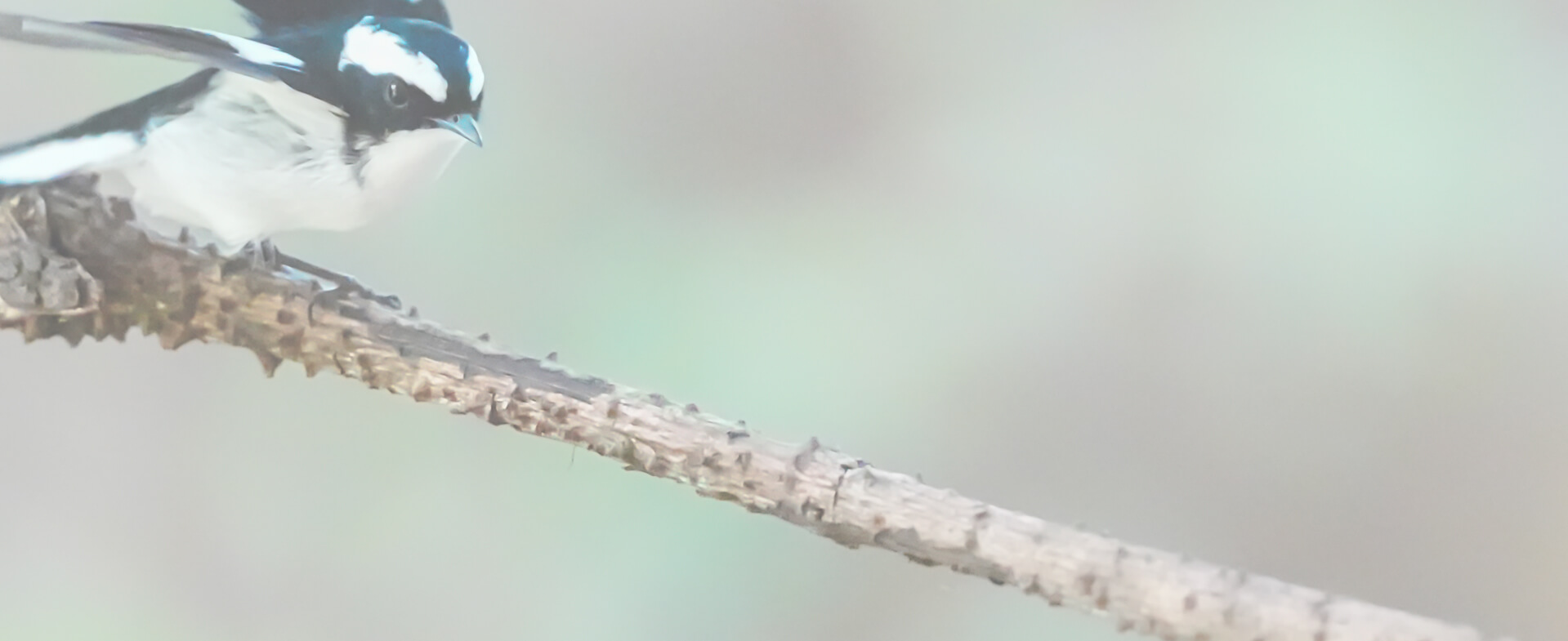 索尼微单 捕捉生命精彩瞬间