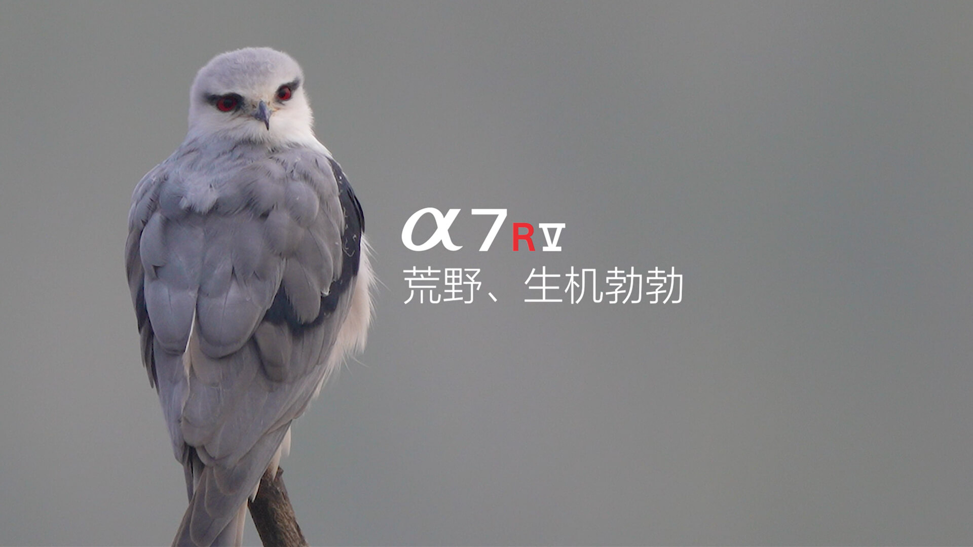 索尼微单 捕捉生命精彩瞬间