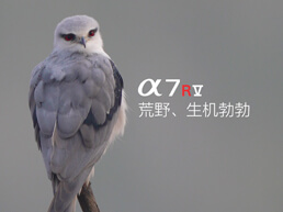 索尼微单 捕捉生命精彩瞬间