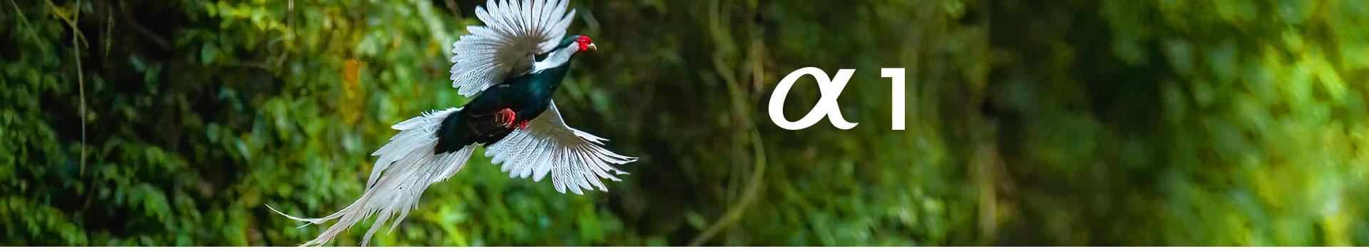 索尼微单 捕捉生命精彩瞬间