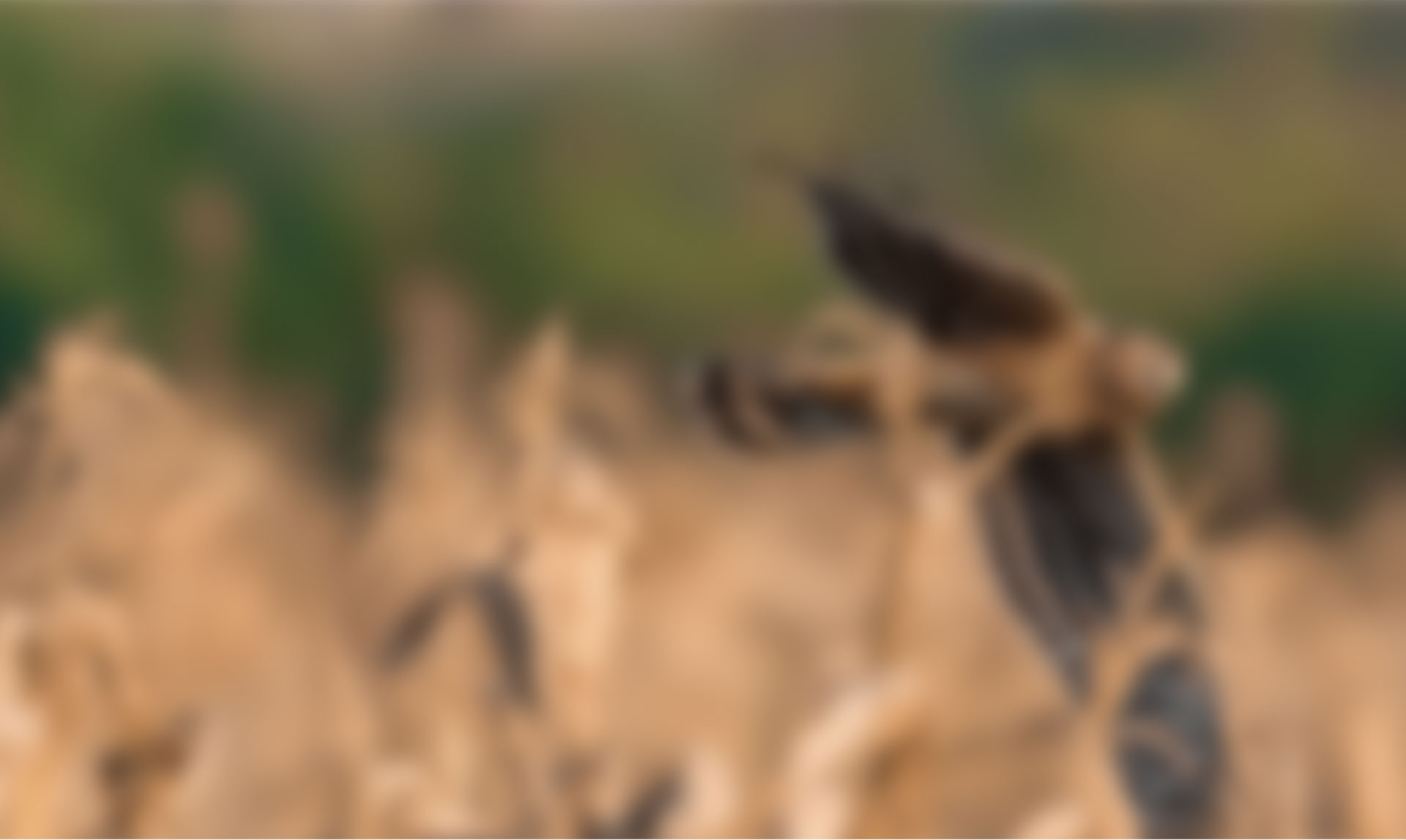 实时鸟类眼睛对焦