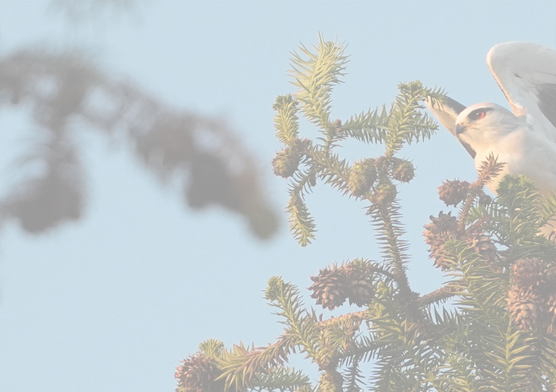 索尼双影像生态拍摄系统