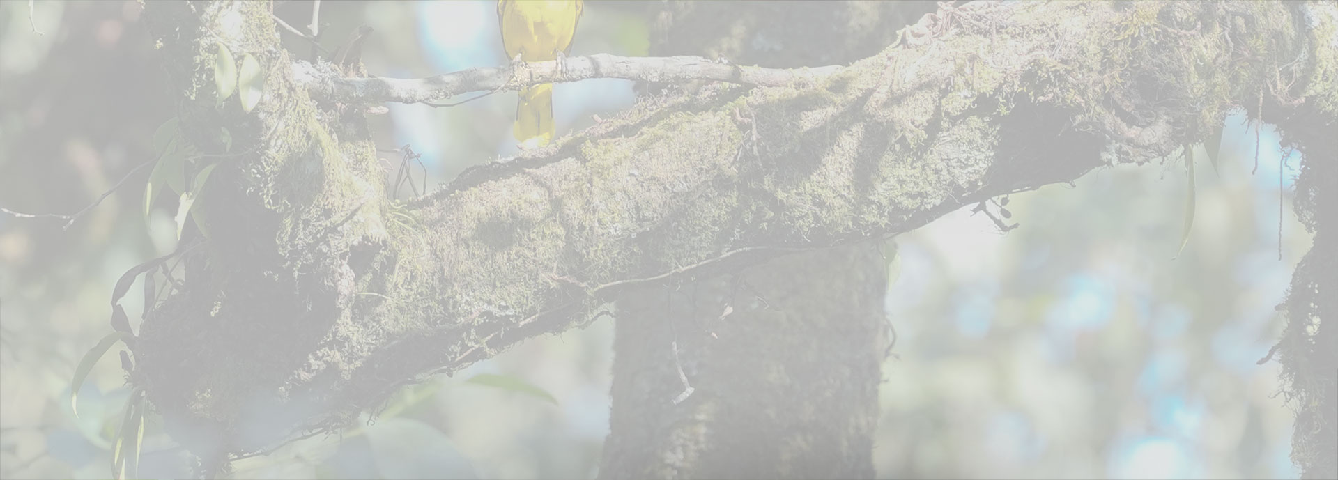 搭配高质量数字音频麦克风