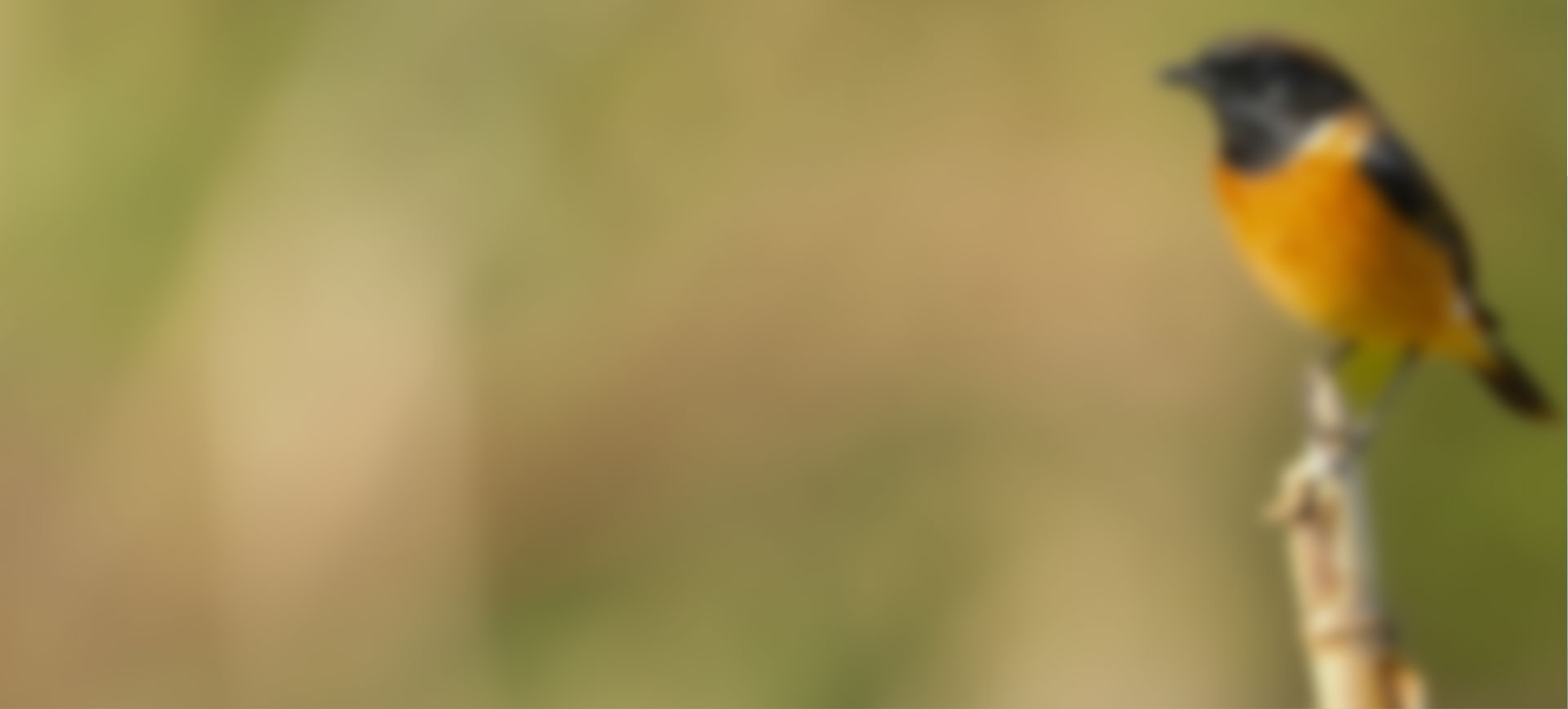 索尼双影像生态拍摄系统