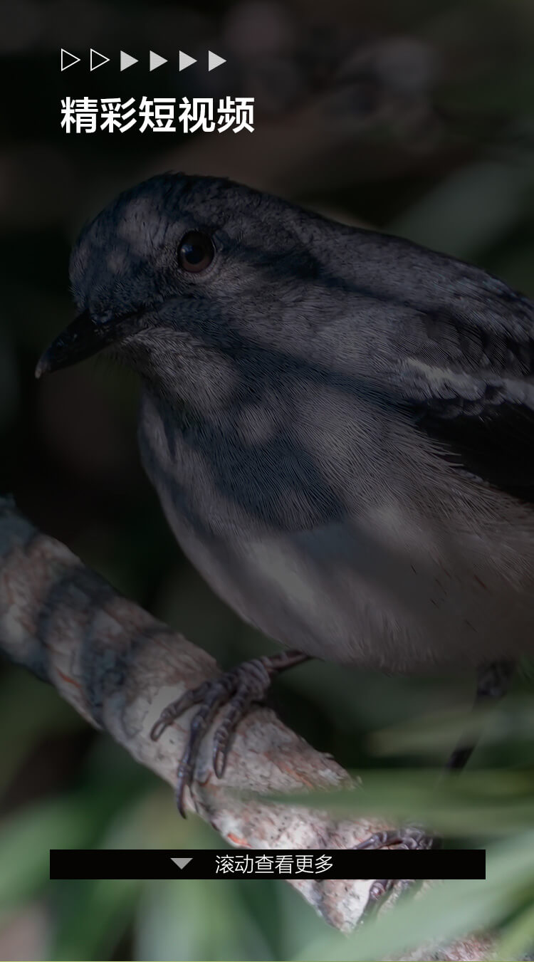 索尼微单 捕捉生命精彩瞬间