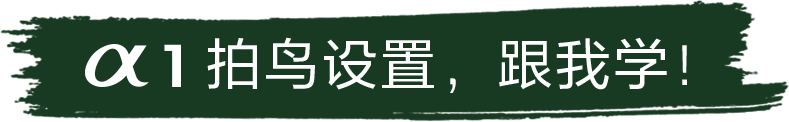 索尼微单™拍鸟旗舰
