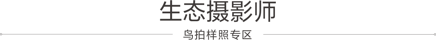 索尼微单™拍鸟旗舰