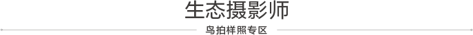 索尼微单™拍鸟旗舰