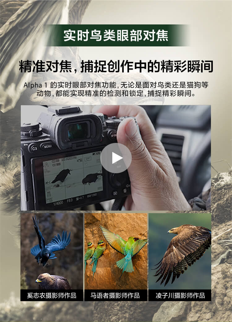 索尼微单™拍鸟旗舰