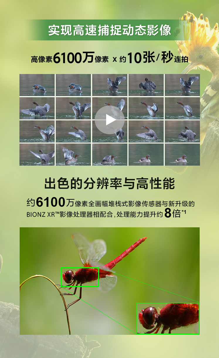 索尼微单™拍鸟旗舰