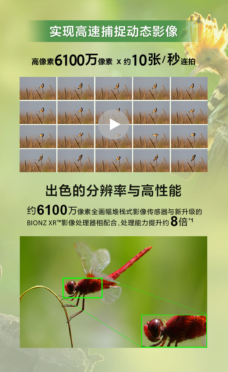 索尼微单™拍鸟旗舰