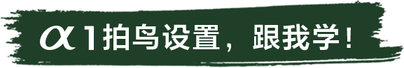 索尼微单™拍鸟旗舰