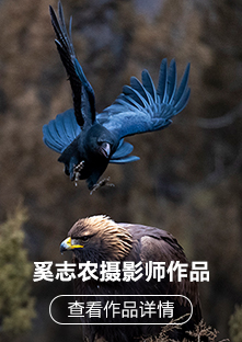 索尼微单™拍鸟旗舰